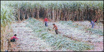 20080316-commerce-sugarcane Nolls.jpg